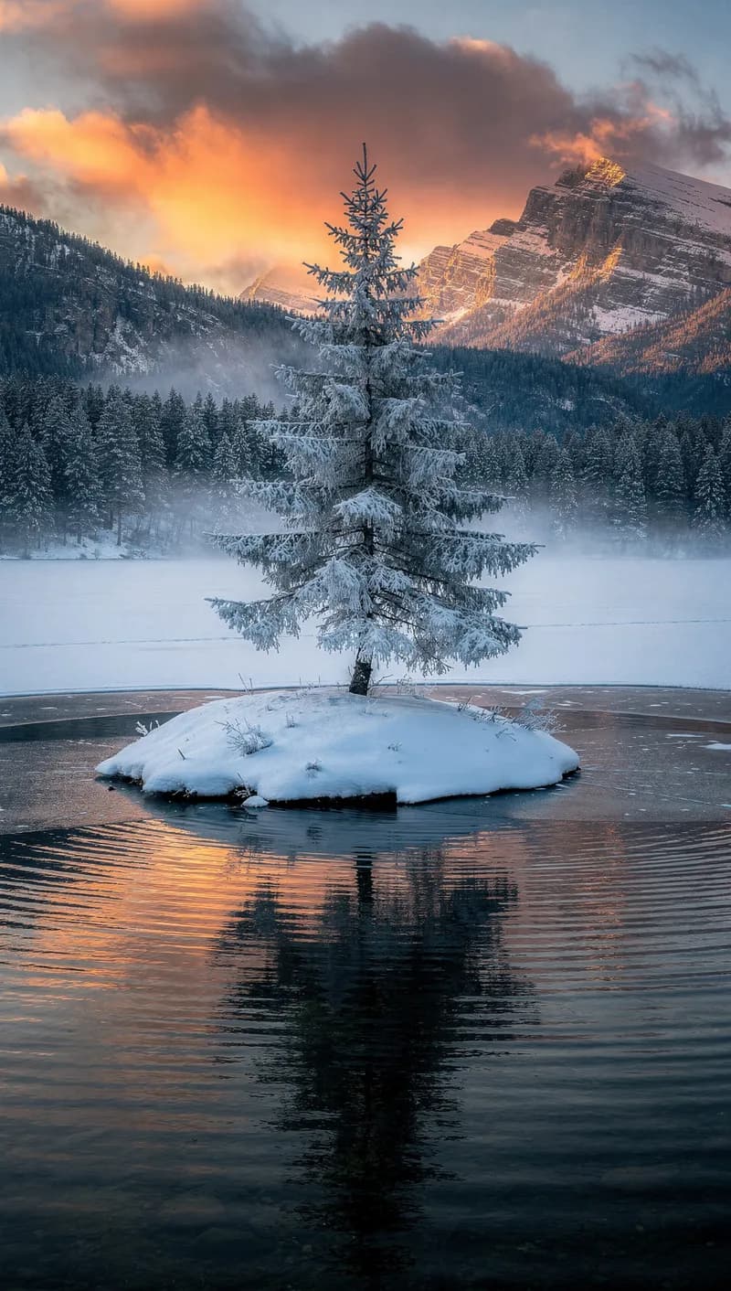 Snowy winter landscape with a single fro